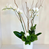 ORCHID PLANT
