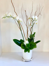 ORCHID PLANT